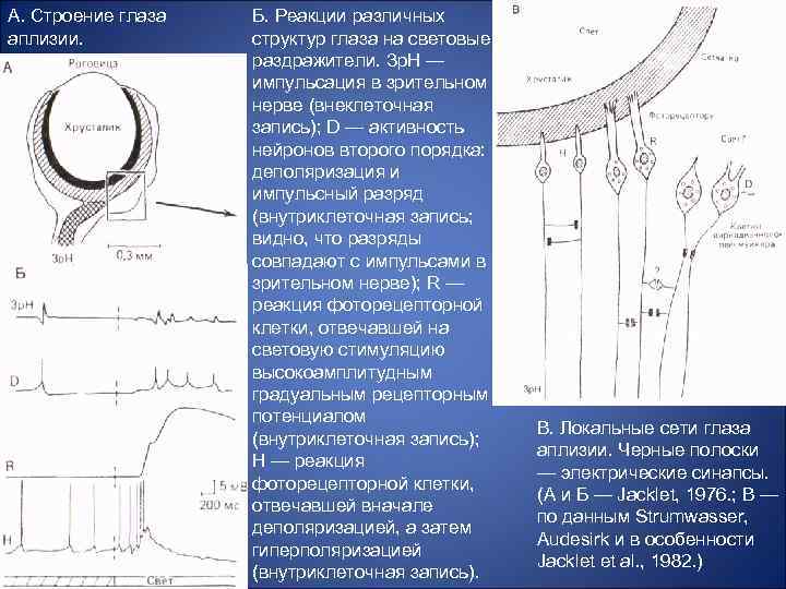 А. Строение глаза аплизии. Б. Реакции различных структур глаза на световые раздражители. Зр. Н