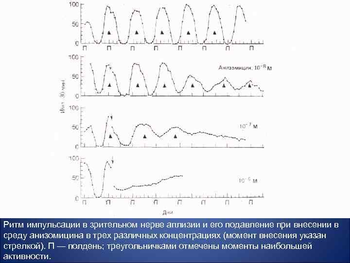 Ритм импульсации в зрительном нерве аплизии и его подавление при внесении в среду анизомицина
