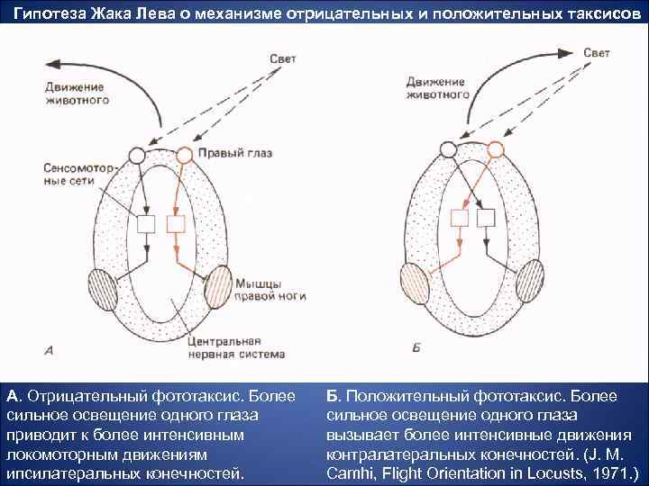 Положительный фототаксис