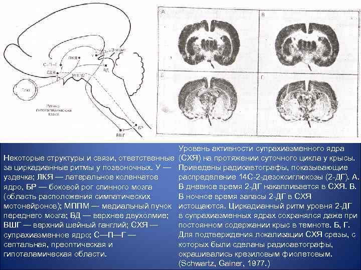 Уровень активности супрахиазменного ядра Некоторые структуры и связи, ответственные (СХЯ) на протяжении суточного цикла