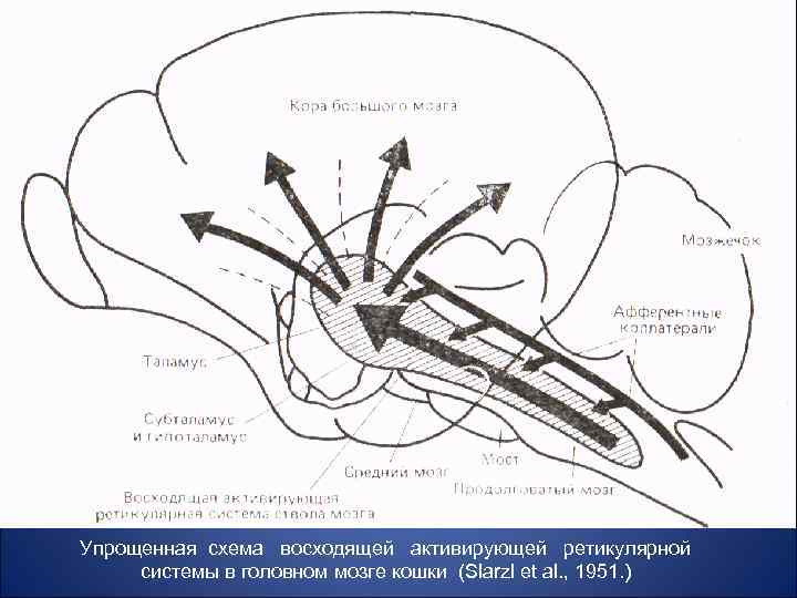 Упрощенная схема восходящей активирующей ретикулярной системы в головном мозге кошки (Slarzl et al. ,