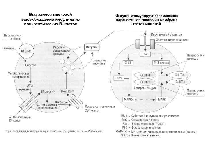 Вызванное глюкозой высвобождение инсулина из панкреатических В-клеток Инсулин стимулирует перемещение переносчиков глюкозы к мембране