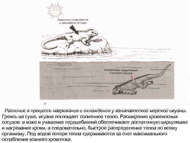 Различие в процессе нагревания и охлаждения у галапагосской морской игуаны. Греясь на суше, игуана