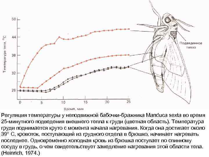 Регуляция температуры у неподвижной бабочки-бражника Manduca sexta во время 25 -минутного подведения внешнего тепла