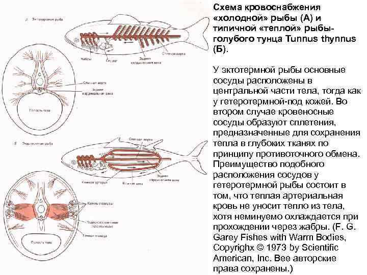Схема кровоснабжения «холодной» рыбы (А) и типичной «теплой» рыбыголубого тунца Tunnus thynnus (Б). У