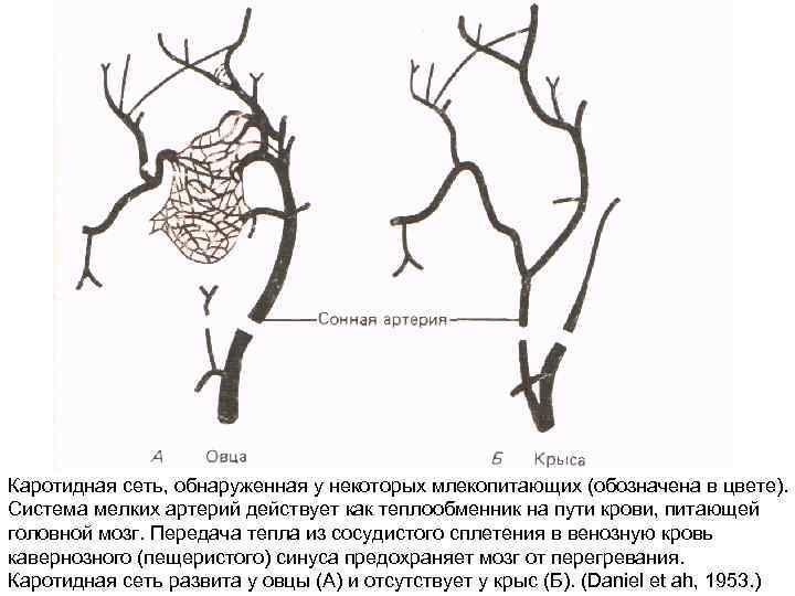 Каротидная сеть, обнаруженная у некоторых млекопитающих (обозначена в цвете). Система мелких артерий действует как
