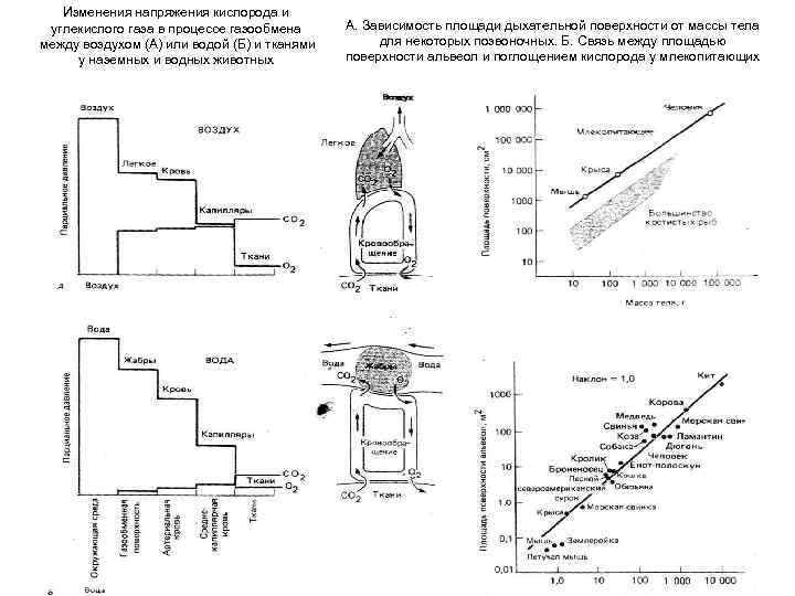 Изменения напряжения кислорода и углекислого газа в процессе газообмена между воздухом (А) или водой