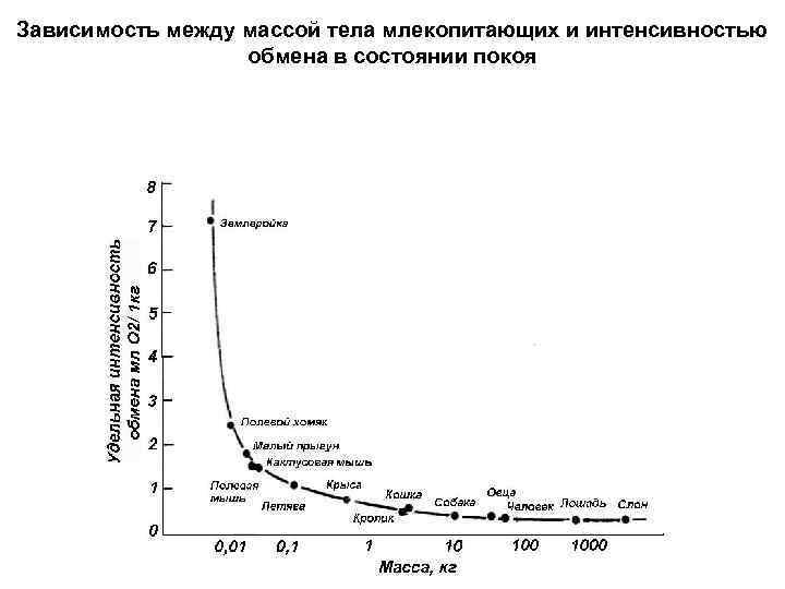 Зависимость между массой тела млекопитающих и интенсивностью обмена в состоянии покоя 