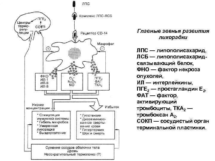 Главные звенья развития лихорадки ЛПС — липополисахарид, ЛСБ — липополисахаридсвязывающий белок, ФНО — фактор