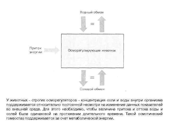 У животных - строгих осморегуляторов - концентрация соли и воды внутри организма поддерживается относительно