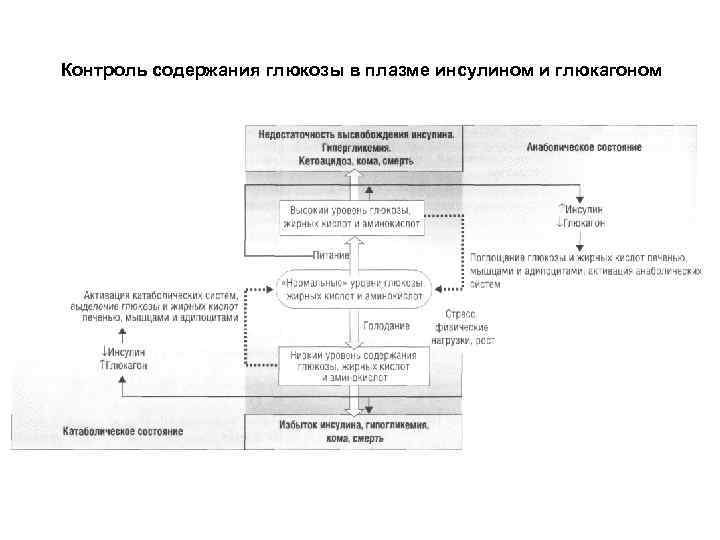 Контроль содержания глюкозы в плазме инсулином и глюкагоном 