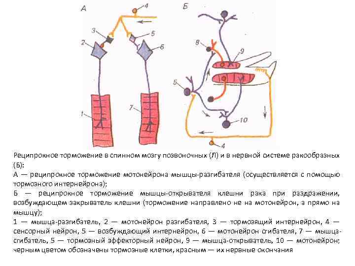 Реципрокное торможение в спинном мозгу позвоночных (Л) и в нервной системе ракообразных (Б): А