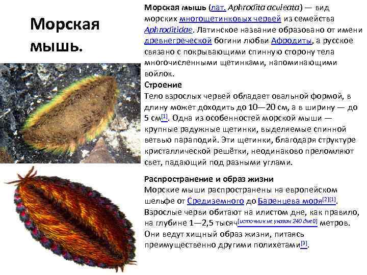 Прочитайте текст морская мышь