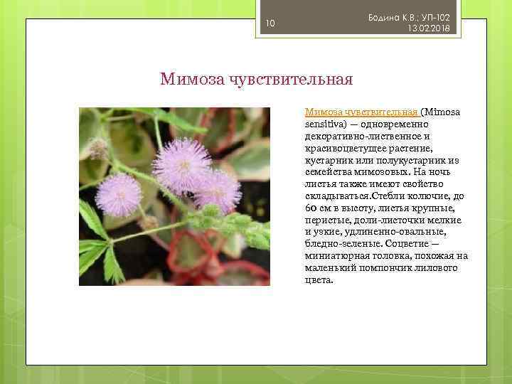 Бодина К. В. ; УП-102 13. 02. 2018 10 Мимоза чувствительная (Mimosa sensitiva) —