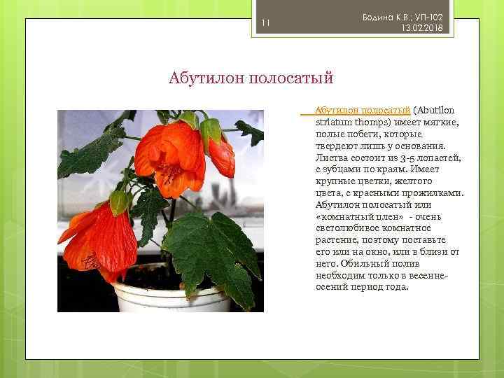 Бодина К. В. ; УП-102 13. 02. 2018 11 Абутилон полосатый (Abutilon striatum thomps)