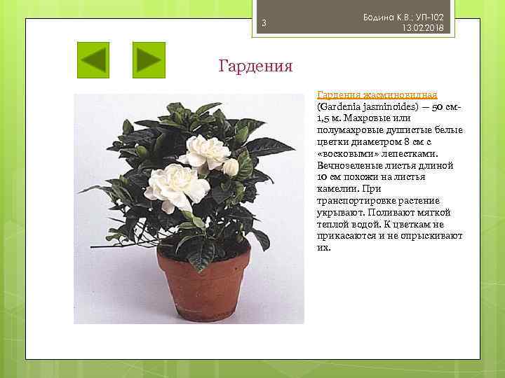 3 Бодина К. В. ; УП-102 13. 02. 2018 Гардения жасминовидная (Gardenia jasminoides) —