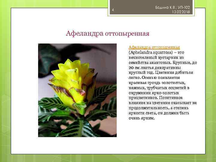 Бодина К. В. ; УП-102 13. 02. 2018 4 Афеландра оттопыренная (Aphelandra squarrosa) –