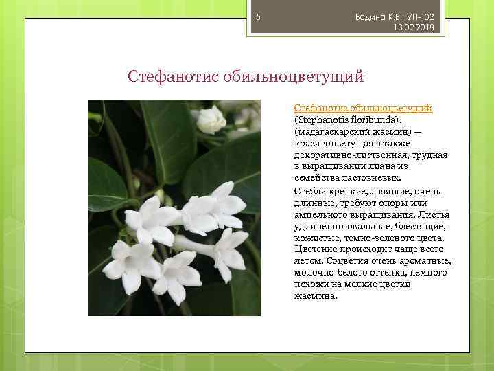 5 Бодина К. В. ; УП-102 13. 02. 2018 Стефанотис обильноцветущий (Stephanotis floribunda), (мадагаскарский