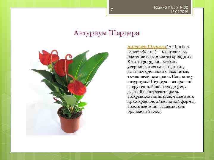 Бодина К. В. ; УП-102 13. 02. 2018 7 Антуриум Шерцера (Anthurium scherzerianum) —