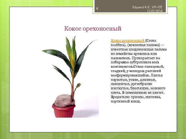 Бодина К. В. ; УП-102 13. 02. 2018 8 Кокос орехоносный (Cocos nucifera), (кокосовая