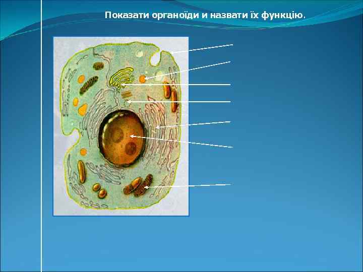 Показати органоїди и назвати їх функцію. 