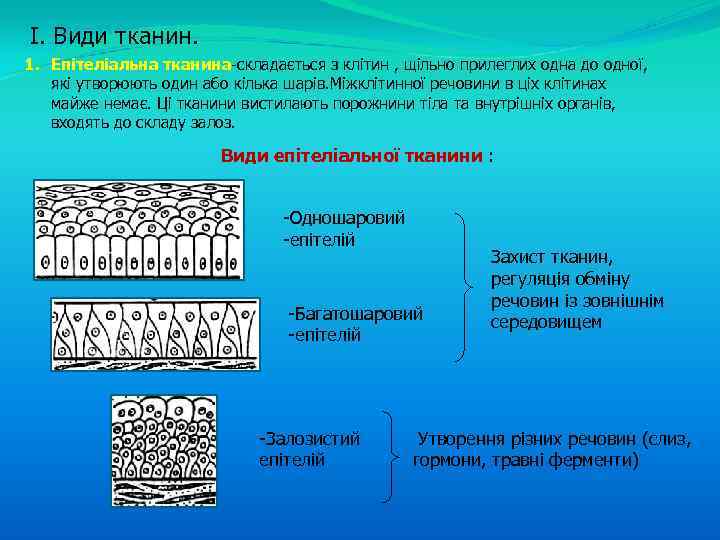 I. Види тканин. 1. Епітеліальна тканина-складається з клітин , щільно прилеглих одна до одної,