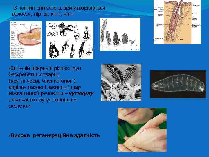 -З клітин епітелію шкіри утворюються волосся, пір кігті, нігті я, -Епітелій покривів різних груп