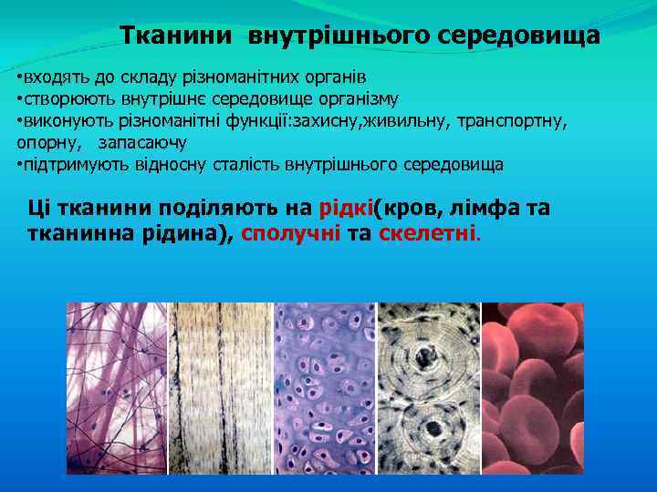 Тканини внутрішнього середовища • входять до складу різноманітних органів • створюють внутрішнє середовище організму