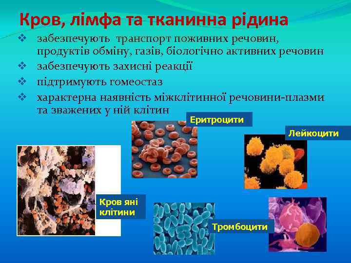 Кров, лімфа та тканинна рідина v забезпечують транспорт поживних речовин, продуктів обміну, газів, біологічно
