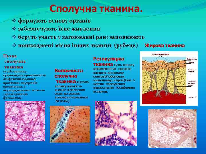 Сполучна тканина. v формують основу органів v забезпечують їхнє живлення v беруть участь у