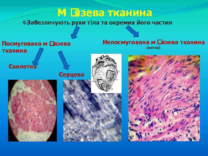 М язева тканина v. Забезпечують рухи тіла та окремих його частин Посмугована м язева
