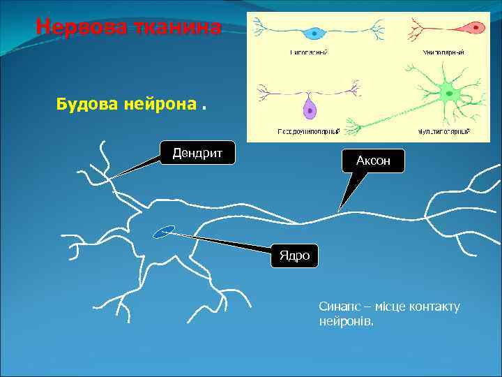 Нервова тканина Будова нейрона. Дендрит Аксон Ядро Синапс – місце контакту нейронів. 