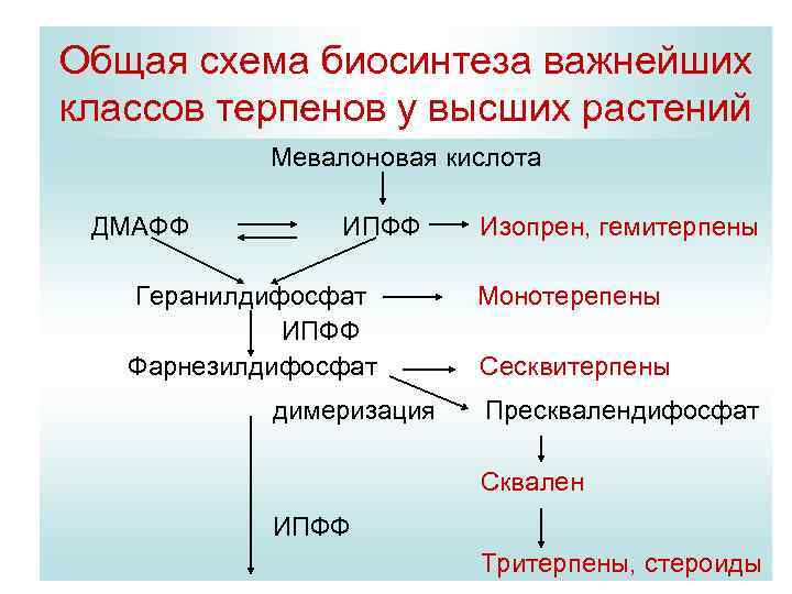 Общая схема биосинтеза важнейших классов терпенов у высших растений Мевалоновая кислота ДМАФФ ИПФФ Геранилдифосфат
