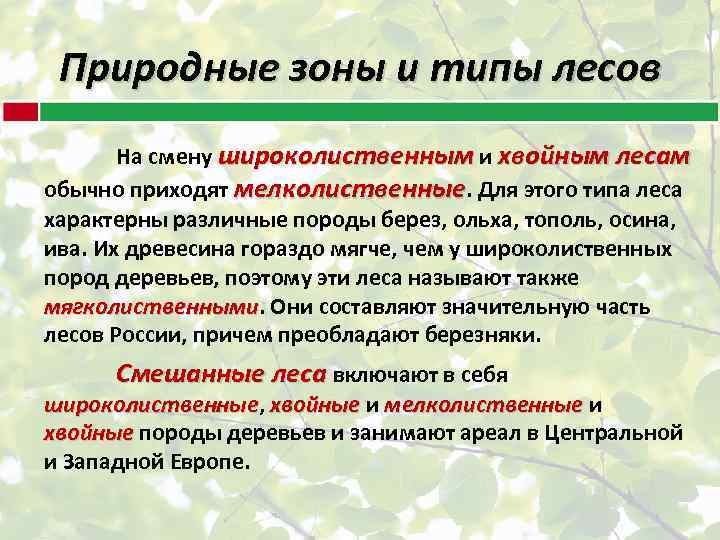Природные зоны и типы лесов На смену широколиственным и хвойным лесам обычно приходят мелколиственные.