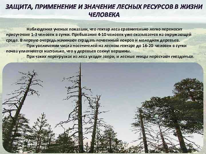 ЗАЩИТА, ПРИМЕНЕНИЕ И ЗНАЧЕНИЕ ЛЕСНЫХ РЕСУРСОВ В ЖИЗНИ ЧЕЛОВЕКА Наблюдения ученых показали, что гектар