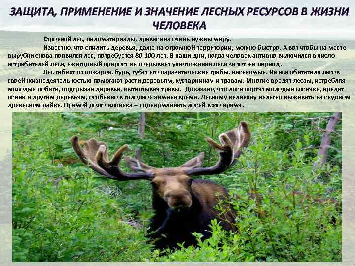 ЗАЩИТА, ПРИМЕНЕНИЕ И ЗНАЧЕНИЕ ЛЕСНЫХ РЕСУРСОВ В ЖИЗНИ ЧЕЛОВЕКА Строевой лес, пиломатериалы, древесина очень