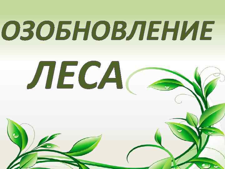 ВОЗОБНОВЛЕНИЕ ЛЕСА 