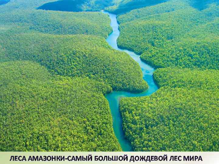 ЛЕСА АМАЗОНКИ-САМЫЙ БОЛЬШОЙ ДОЖДЕВОЙ ЛЕС МИРА 