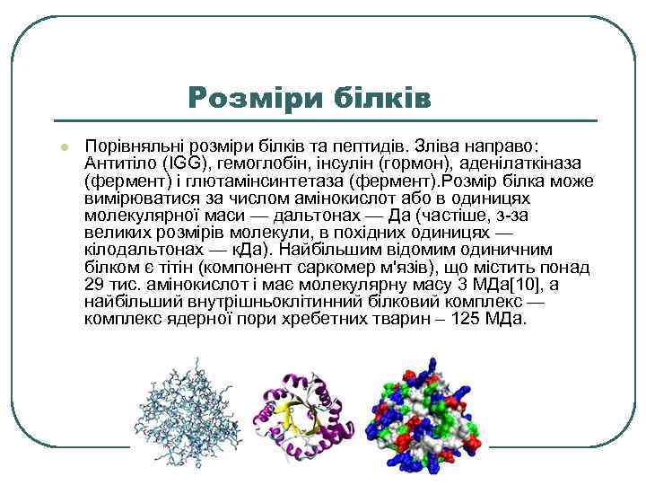 Розміри білків l Порівняльні розміри білків та пептидів. Зліва направо: Антитіло (IGG), гемоглобін, інсулін