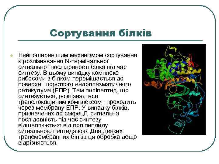 Сортування білків l Найпоширенішим механізмом сортування є розпізнавання N-термінальної сигнальної послідовності білка під час