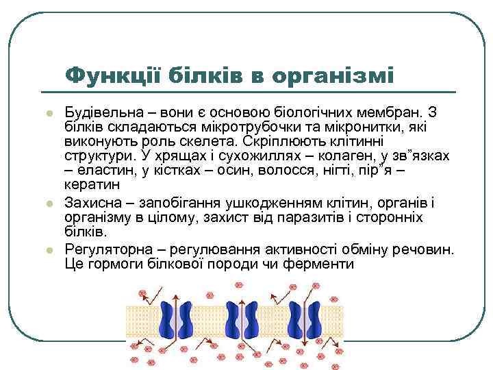 Функції білків в організмі l l l Будівельна – вони є основою біологічних мембран.