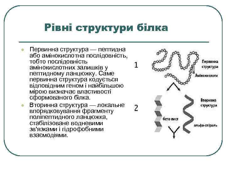 Рівні структури білка l l Первинна структура — пептидна або амінокислотна послідовність, тобто послідовність