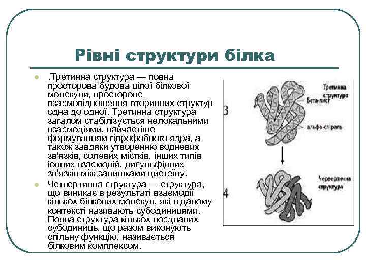 Рівні структури білка l l . Третинна структура — повна просторова будова цілої білкової