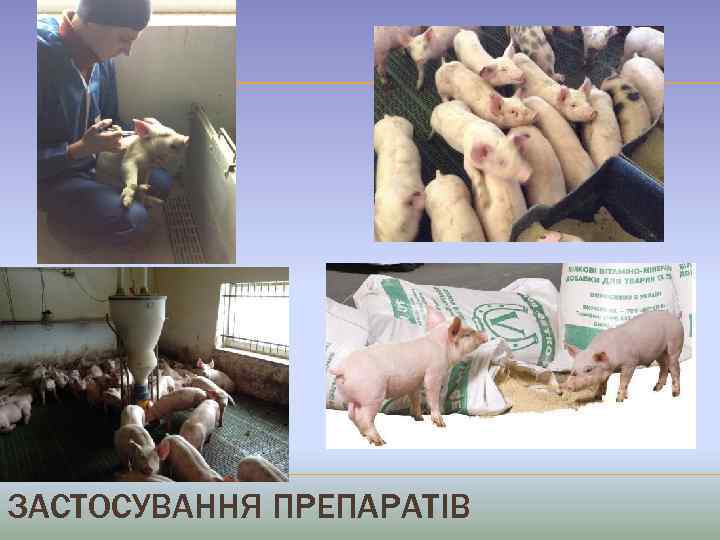ЗАСТОСУВАННЯ ПРЕПАРАТІВ 