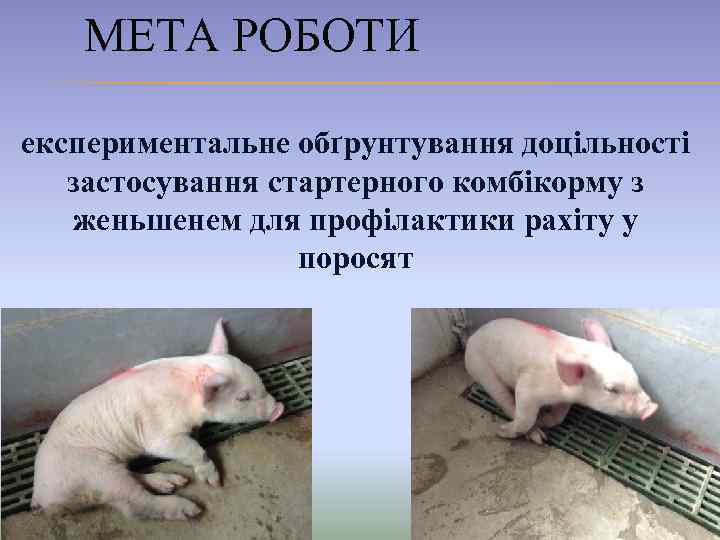 МЕТА РОБОТИ експериментальне обґрунтування доцільності застосування стартерного комбікорму з женьшенем для профілактики рахіту у
