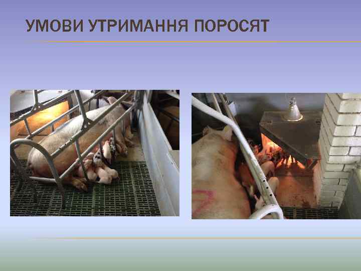 УМОВИ УТРИМАННЯ ПОРОСЯТ 