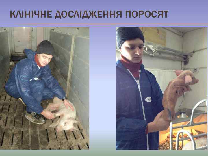 КЛІНІЧНЕ ДОСЛІДЖЕННЯ ПОРОСЯТ 