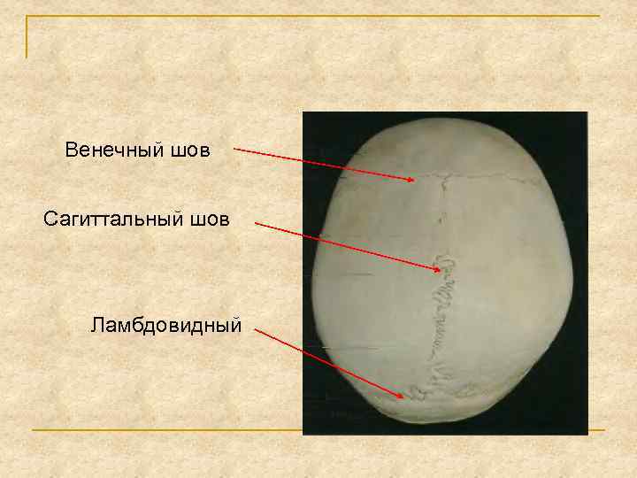 Швы черепа человека рисунок с подписями