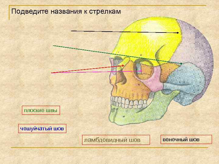 Подведите названия к стрелкам плоские швы чешуйчатый шов ламбдовидный шов венечный шов 
