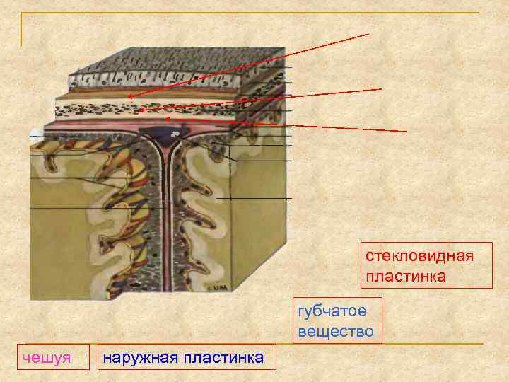 стекловидная пластинка губчатое вещество чешуя наружная пластинка 